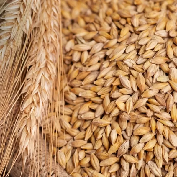Barley