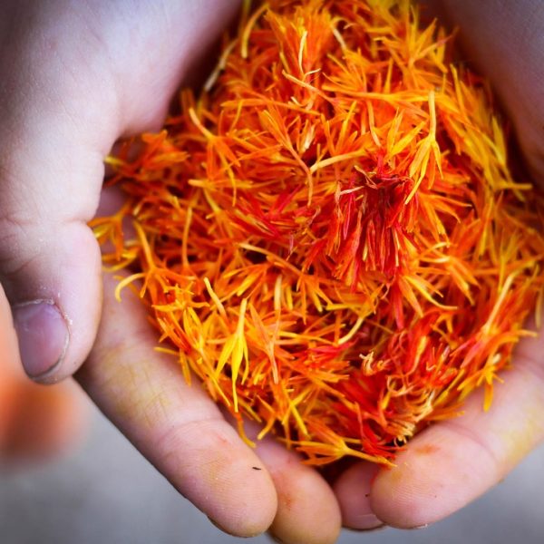 saffron, hand, natural, nature, saffron, saffron, saffron, saffron, saffron