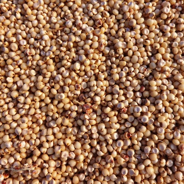 sorghum, nature, jowar, seeds, hubli, india, crop, food, plant, natural, botanical, organic, botany, agriculture, outdoors, environment, horticulture, vegetation, brown vegetables, sorghum, sorghum, sorghum, sorghum, sorghum, jowar