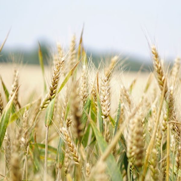 Close-up of a wheat field under a bright summer sky, perfect for agriculture and landscape themes.