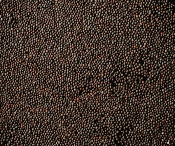 Detailed close-up of mustard seeds with rich texture on a black background.